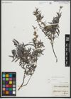 Foto von Salix repens subsp. rosmarinifolia (L.) Andersson